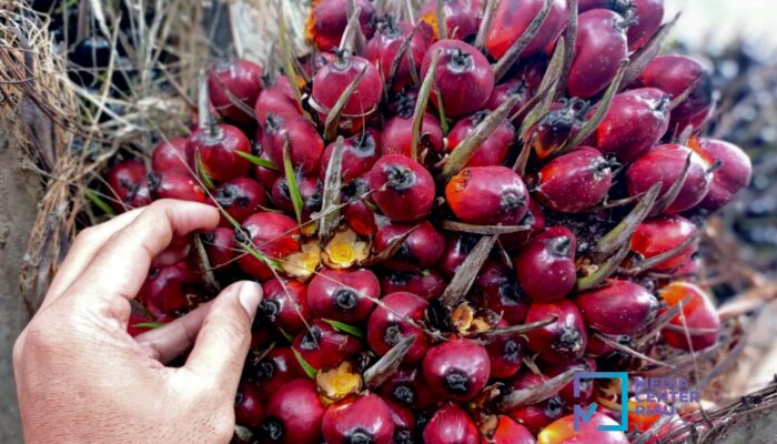 Harga TBS Sawit Mitra Plasma Riau Naik Jadi Rp3.930 per Kg Pekan Ini