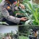 Polsek Lirik Laksanakan Pengecekan Pertumbuhan Jagung Pipil Binaan di Desa Lirik Area