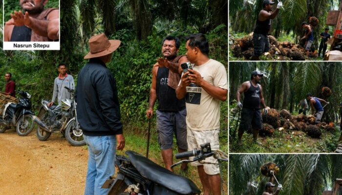 Penjarahan TBS Sawit di Kebun Eks PT SAL Rakit Kulim Terus Berlangsung, Polres Inhu Selidiki Laporan Gerombolan Nasrun Sitepu