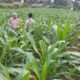 Jagung dan Cabe untuk Ketahanan Pangan, Polres Inhu Terus Monitoring