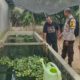 Melihat Bhabinkamtibmas Polsek Batang Cenaku Rutin Dampingi Peternak Ikan