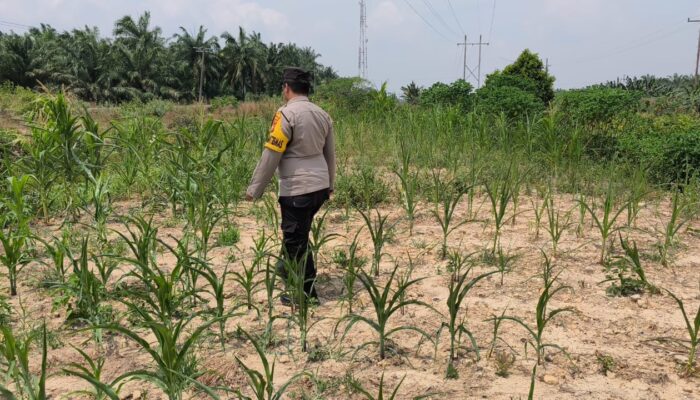Iptu Nanang Parinduri: Program Jagung Bukti Nyata Polri Jaga Pangan