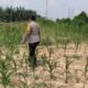 Iptu Nanang Parinduri: Program Jagung Bukti Nyata Polri Jaga Pangan