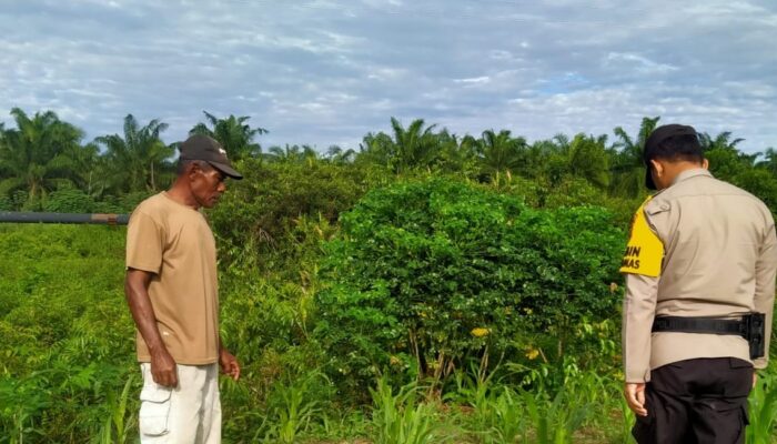 Dukung Swasembada Pangan, Polri di Rantau Kopar Turun ke Kebun Jagung