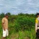 Dukung Swasembada Pangan, Polri di Rantau Kopar Turun ke Kebun Jagung