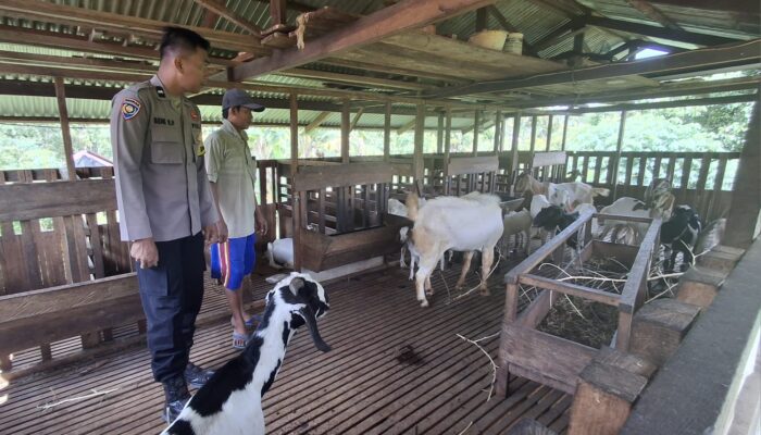 Kapolsek Lirik Cek Peternakan Kambing Binaan di Desa Sukajadi, 40 Ekor Kambing Dikelola BUMDes