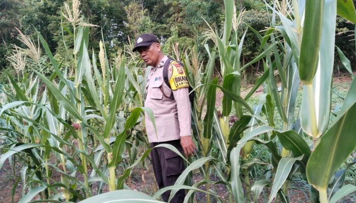 Bhabinkamtibmas Polsek Lirik Cek Pertumbuhan Jagung Pipil Binaan di Desa Lirik Area, Lahan 10.000 M² Pinjam Pakai PT Pertamina