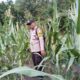 Bhabinkamtibmas Polsek Lirik Cek Pertumbuhan Jagung Pipil Binaan di Desa Lirik Area, Lahan 10.000 M² Pinjam Pakai PT Pertamina