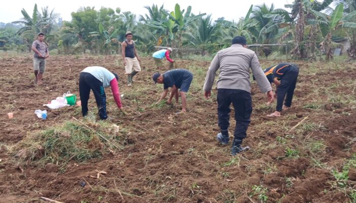 Swasembada Pangan Dengan Jagung Pipil, Ini Yang Dilakukan Polres Inhu