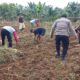 Swasembada Pangan Dengan Jagung Pipil, Ini Yang Dilakukan Polres Inhu