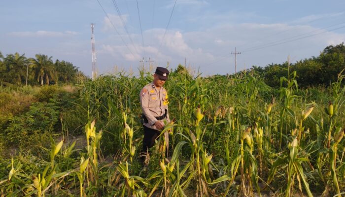 Dukung Swasembada Pangan, Bhabinkamtibmas Rantau Kopar Pantau Langsung Pertumbuhan Jagung Pipil
