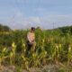 Dukung Swasembada Pangan, Bhabinkamtibmas Rantau Kopar Pantau Langsung Pertumbuhan Jagung Pipil