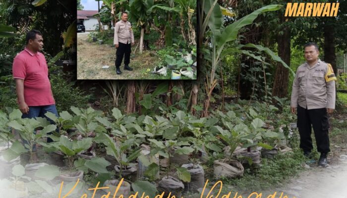 Wujudkan Ketahanan Pangan, Polresta Pekanbaru Lewat Program Polri Cinta Petani Dampingi Warga Kelola Kebun