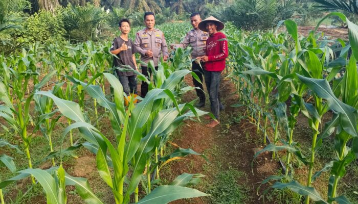 Dukung Swasembada Pangan, Kapolsek Batang Cenaku Sambangi dan Motivasi Petani di Desa Aur Cina