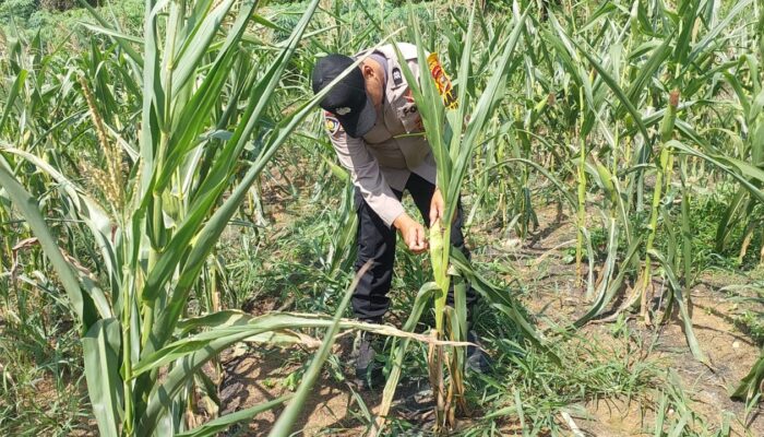 Polsek Lirik Cek Pertumbuhan Jagung Pipil Binaan di Desa Lirik Area, Dukung Ketahanan Pangan