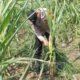 Polsek Lirik Cek Pertumbuhan Jagung Pipil Binaan di Desa Lirik Area, Dukung Ketahanan Pangan
