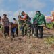 Dukung Swasembada Pangan, Polsek Batang Tuaka Bersinergi Tanam Jagu 2 Ha di Sungai Luar