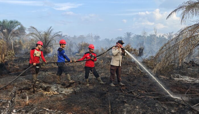 Sinergi Polsek Kerumutan dan PT SLS Gerak Cepat Padamkan Kebakaran Lahan Gambut