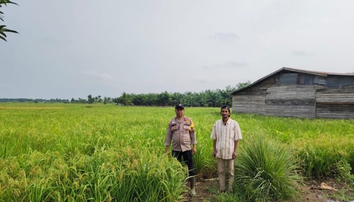 Bhabinkamtibmas Polsek Batang Tuaka Pantau Ladang Padi Warga, Dukung Ketahanan Pangan