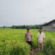 Bhabinkamtibmas Polsek Batang Tuaka Pantau Ladang Padi Warga, Dukung Ketahanan Pangan