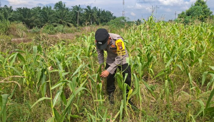 Dukung Ketahanan Pangan, Bhabinkamtibmas Polsek Rantau Kopar Pantau Tanaman Jagung Warga