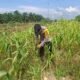 Dukung Ketahanan Pangan, Bhabinkamtibmas Polsek Rantau Kopar Pantau Tanaman Jagung Warga