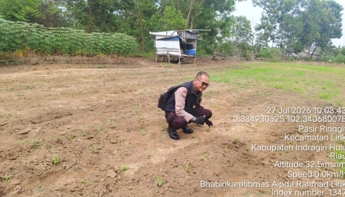 Polsek Lirik Cek Lahan Jagung Pipil di Desa Pasir Ringgit, Dukung Program Ketahanan Pangan Nasional