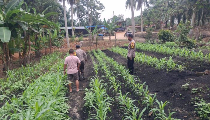 Polsek Lirik Bersama Kelompok Tani Sagu Tangguh Cek Perkembangan Jagung Pipil di Desa Sungai Sagu