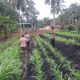 Polsek Lirik Bersama Kelompok Tani Sagu Tangguh Cek Perkembangan Jagung Pipil di Desa Sungai Sagu