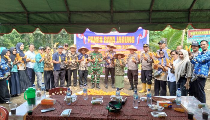 Panen Raya Jagung Serentak Kuartal II, Polsek Bangko Pusako Dukung Ketahanan Pangan dan Program Asta Cita Presiden RI