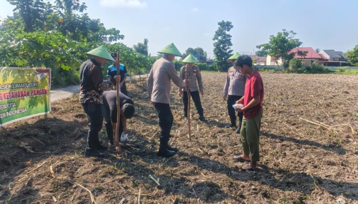 Polsek Limapuluh Tanam Jagung Pipil 1 Hektare di Pekanbaru, Dukung Ketahanan Pangan Nasional