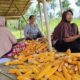 Dukung Asta Cita, Polsek Batang Tuaka Panen Jagung Kwartal II di Parit 8 Desa Tanjung Siantar