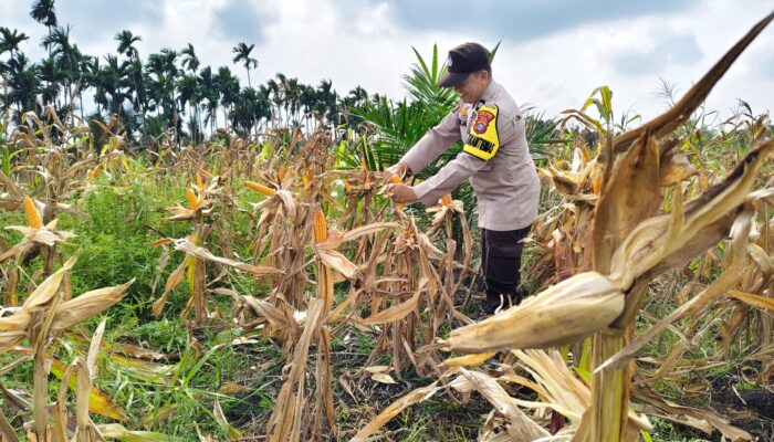 Dukung Asta Cita, Polsek Batang Tuaka Panen Jagung Kwartal II di Parit 8 Desa Tanjung Siantar