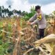 Dukung Asta Cita, Polsek Batang Tuaka Panen Jagung Kwartal II di Parit 8 Desa Tanjung Siantar