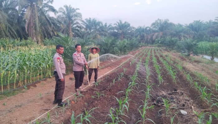 Polsek Batang Cenaku Dukung Ketahanan Pangan, Lakukan Pemantauan dan Penyiraman Tanaman Jagung Pipil di Desa Aur Cina