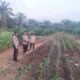 Polsek Batang Cenaku Dukung Ketahanan Pangan, Lakukan Pemantauan dan Penyiraman Tanaman Jagung Pipil di Desa Aur Cina
