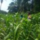 Dukung Swasembada Pangan, Polres Inhu Pantau Perkembangan Tanam Jagung Pipil di Dua Wilayah   