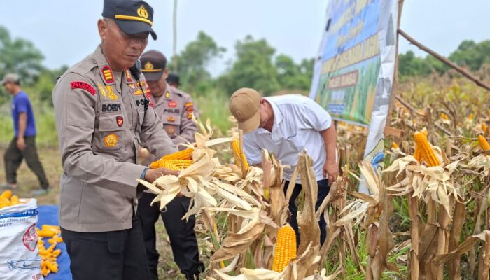 Polresta Pekanbaru Perkuat Swasembada Pangan, Polsek Rumbai Panen 3 Ton Jagung