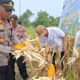 Polresta Pekanbaru Perkuat Swasembada Pangan, Polsek Rumbai Panen 3 Ton Jagung