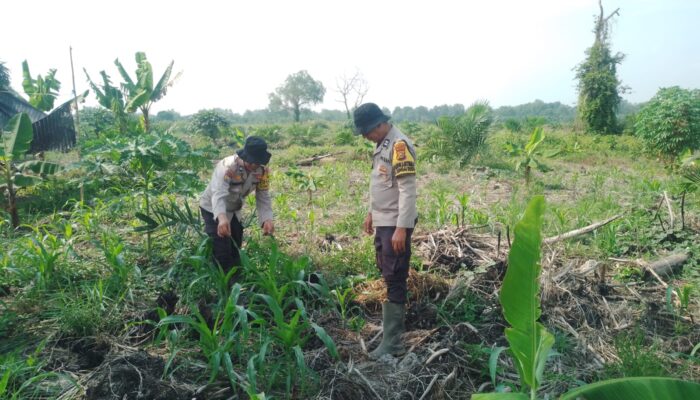Dukung Swasembada Pangan, Polsek Batang Tuaka Cek Lahan Jagung Hibrida 1 Hektare di Sungai Luar Inhil