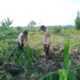 Dukung Swasembada Pangan, Polsek Batang Tuaka Cek Lahan Jagung Hibrida 1 Hektare di Sungai Luar Inhil