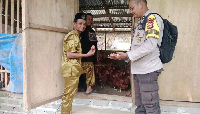 BUMDes Desa Kepayang Sari Kembangkan Ternak Ayam Petelur 1000 Ekor, Didukung Bhabinkamtibmas Polsek Batang Cenaku