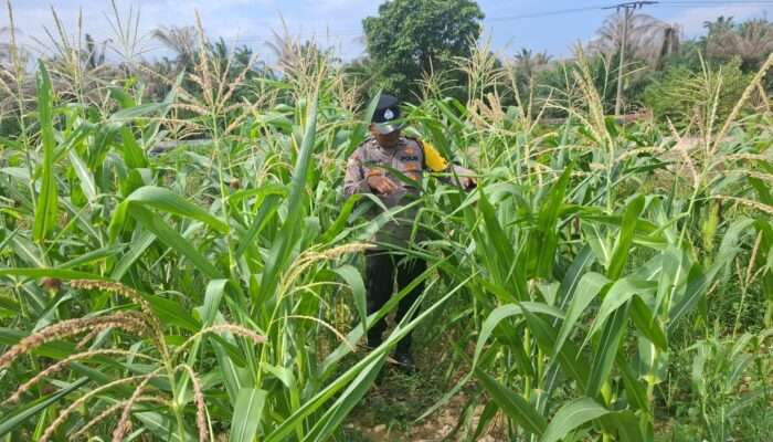Bhabinkamtibmas Polsek Rantau Kopar Aipda Surian. S.H Cek Perkembangan Jagung Pipil Milik Warga Secara Berkala
