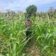 Bhabinkamtibmas Polsek Rantau Kopar Aipda Surian. S.H Cek Perkembangan Jagung Pipil Milik Warga Secara Berkala