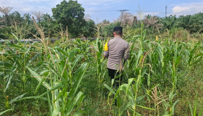 Polisi Cinta Petani: Aipda Surian Pantau Perkembangan Jagung di Rantau Kopar Rokan Hilir