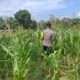 Polisi Cinta Petani: Aipda Surian Pantau Perkembangan Jagung di Rantau Kopar Rokan Hilir