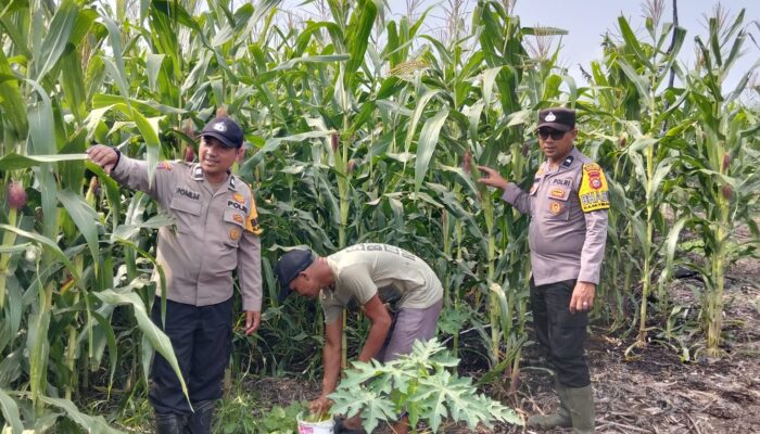 Dukung Asta Cita Ketahanan Pangan, Bhabinkamtibmas Polsek Batang Tuaka Cek Lahan Jagung di Simpang Jaya