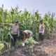 Dukung Asta Cita Ketahanan Pangan, Bhabinkamtibmas Polsek Batang Tuaka Cek Lahan Jagung di Simpang Jaya