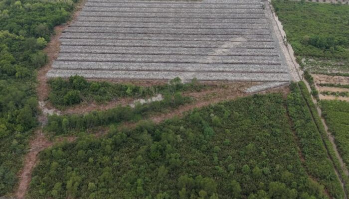 Polisi Tetapkan Penghulu Teluk Piyai Jadi Tersangka Perusakan Hutan Mangrove di Rohil