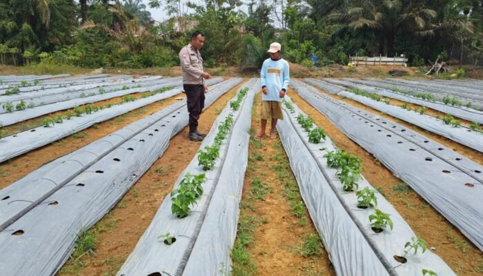 Tanaman Cabai di Ketahanan Pangan Mandiri Desa Bukit Lipai Tumbuh Baik, Polsek Batang Cenaku Lakukan Pengecekan